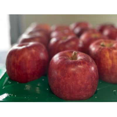 【夏の甘み】サンつがる贈答用品3kg