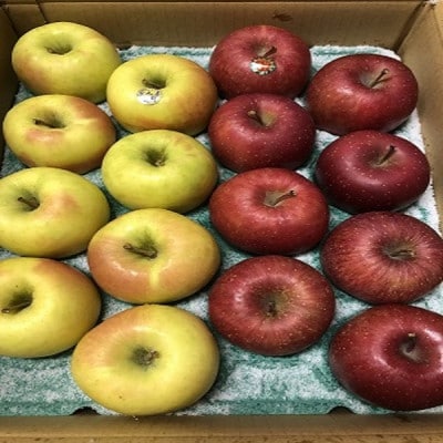 サンふじ&ぐんま名月【家庭用】約5キロ　農家直送　青森りんご