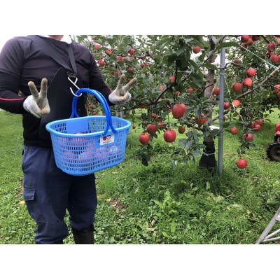 青森県産　シナノレッド　家庭用　3kg　夏の暑さに合う、果汁溢れる爽やかな酸味のりんご