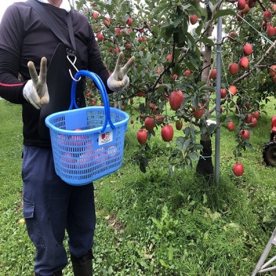 青森県産　シナノレッド　家庭用　約3kg　夏の暑さに合う、果汁溢れる爽やかな酸味のりんご