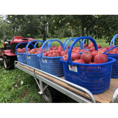 青森県産　シナノレッド　贈答用　約3kg　夏の暑さに合う、果汁溢れる爽やかな酸味のりんご