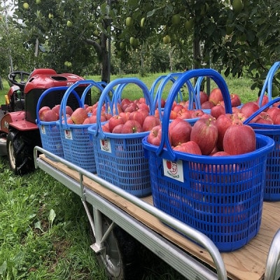 青森県産　シナノレッド　贈答用　約3kg　夏の暑さに合う、果汁溢れる爽やかな酸味のりんご