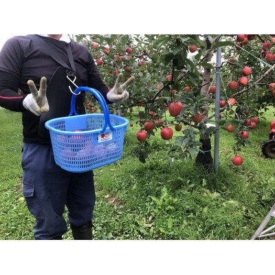 青森県産　シナノレッド　贈答用　約3kg　夏の暑さに合う、果汁溢れる爽やかな酸味のりんご