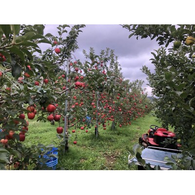 青森県産　シナノレッド　贈答用　約3kg　夏の暑さに合う、果汁溢れる爽やかな酸味のりんご