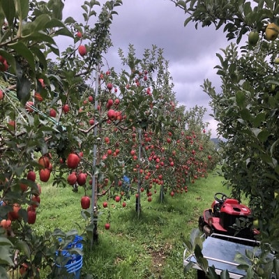 青森県産　シナノレッド　贈答用　約3kg　夏の暑さに合う、果汁溢れる爽やかな酸味のりんご