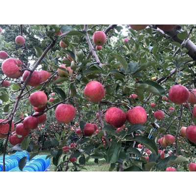 青森りんご　未希ライフ　家庭用　3kg　しっかりとした食感、玄人好みの夏りんご