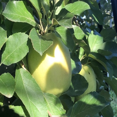 青森県産　黄王(きおう)　家庭用　約3kg　和梨の様なシャキシャキ食感の、軽やかな甘さの夏りんご