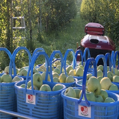 青森県産　黄王(きおう)　家庭用　約3kg　和梨の様なシャキシャキ食感の、軽やかな甘さの夏りんご