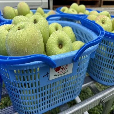 青森県産　黄王(きおう)　家庭用　約3kg　和梨の様なシャキシャキ食感の、軽やかな甘さの夏りんご