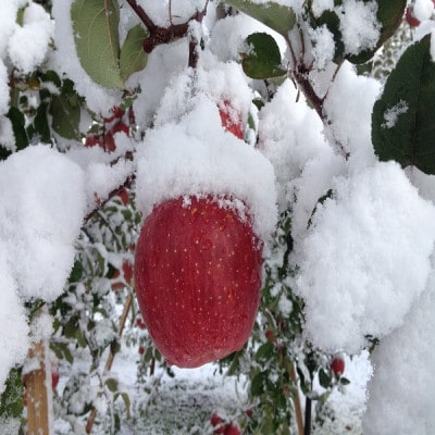 サンふじ&王林　家庭用　3キロ　クリスマスカラーの詰合せをサンタりんご園よりお届け