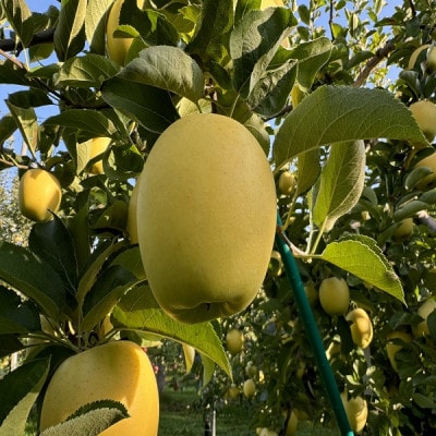 蔵出し春りんご　シナノゴールド　約3キロ　パリッと食感に、マイルドな酸味　農家直送青森りんご　