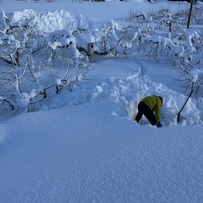 蔵出し春りんご　シナノゴールド　約3キロ　パリッと食感に、マイルドな酸味　農家直送青森りんご　