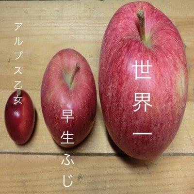 世界一りんご　贈答用　約3キロ　インパクトのある大きさ　農家直送青森りんご　多くが輸出用の希少品種