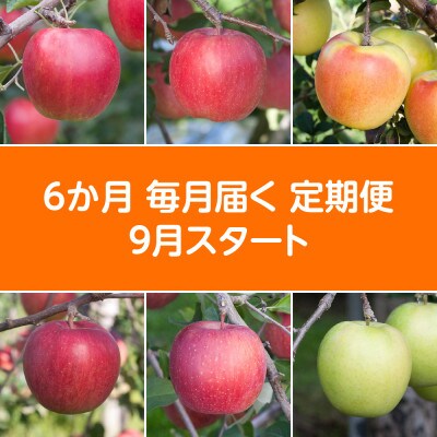 【発送月固定定期便】〈2024年9月より順次発送〉甘味系・青森県産りんご約3kg 全6回