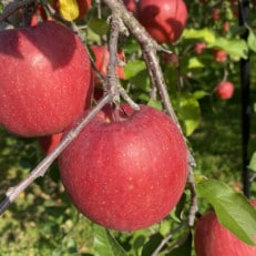 SevenApple木村農園から直送 樹上完熟さんふじ3kg