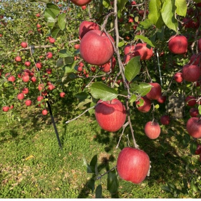 SevenApple木村農園から直送　樹上完熟さんふじ3kg