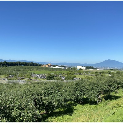 SevenApple木村農園から直送　樹上完熟さんふじ3kg