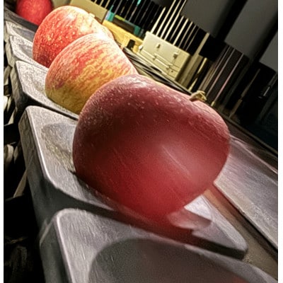 訳ありりんご【サンふじ】10kg(24～46個入)　【令和6年11月下旬～随時発送開始】