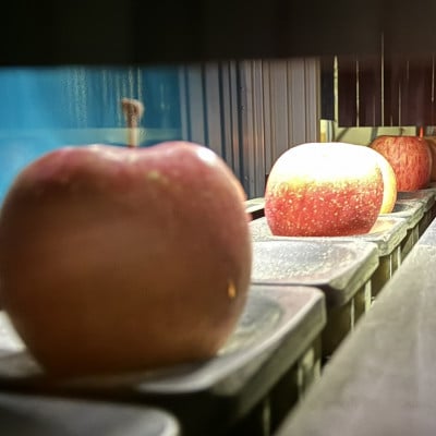 糖度保証!　訳あり品　王林　5kg(14個～23個)【令和7年12月下旬より順次発送】