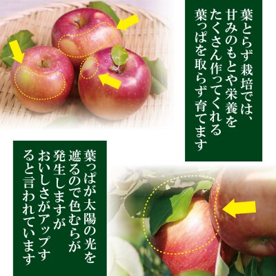 【26年1月より順次発送】平均糖度13度以上! 葉とらずサンふじ 約5kg おもてなし用