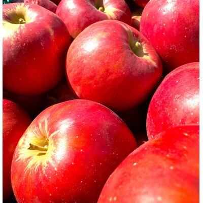 【26年4月より順次発送】 紅玉 約10kg 訳あり  クール便