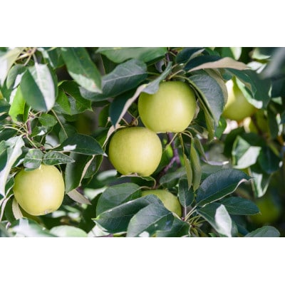 【26年8月下旬より順次発送】糖度13度以上保証! 黄王×サンつがる 約3kg 訳あり  クール便