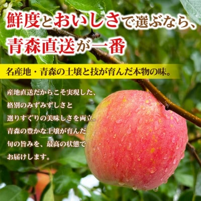 【26年11月から順次発送】平均糖度13度以上! 葉とらずサンふじ 約3kg 訳あり 青森 りんご