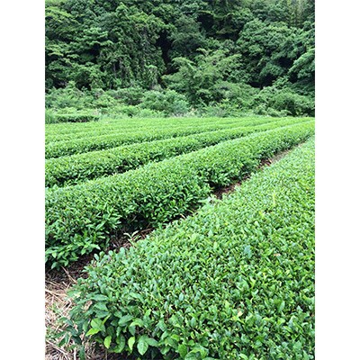 【毎月定期便】味の逸品100g×13本 全12回