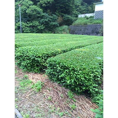 【毎月定期便】有機深むし煎茶きわみ100g×2袋 全12回