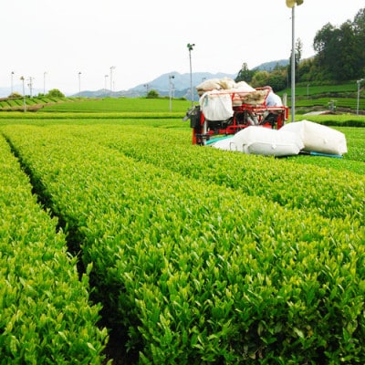 川根煎茶　【100g×5本セット】