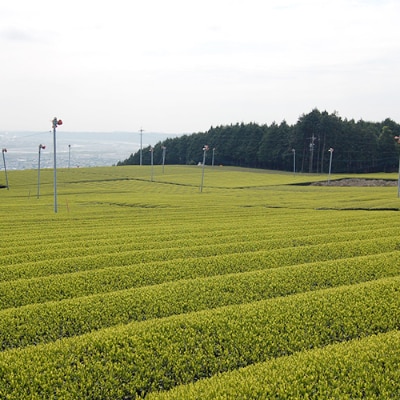 ハラダ製茶 産地 飲み比べ 100g×9袋