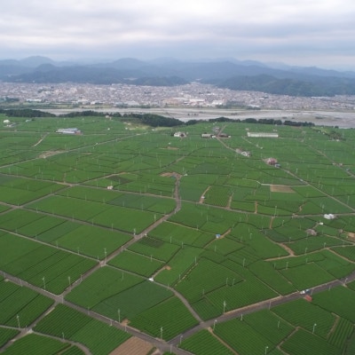 静岡県島田市産地直送　そのまんま深蒸し茶　120g×5袋