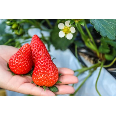 ありすふぁーむ　渡瀬の「きらぴ香」完熟いちご 約1kg