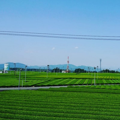 牧之原台地より直送!ちょっと贅沢♪特上深蒸し煎茶リーフと上煎茶ティーバッグ