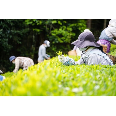 川根茶 ご家庭用 普通煎茶やまびこ1kg (100g袋×10袋セット)