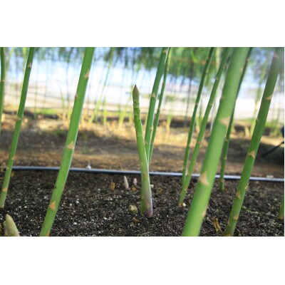 静岡産　アスパラガス　1kg