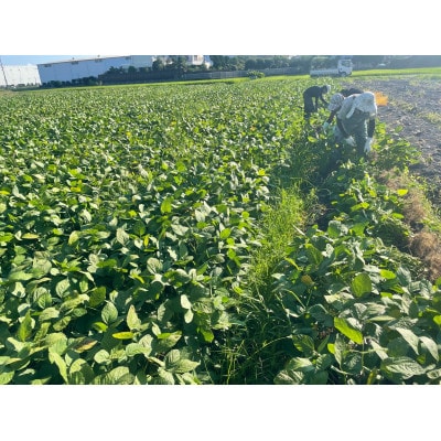 静岡県産　茶豆風味【えだまめ】　1kg入り