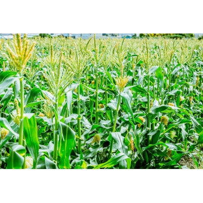 静岡県島田市産 朝どれとうもろこし 10～12本
