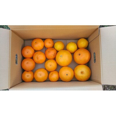 静岡県島田市産食べ比べ晩柑みっくす 3.2kg