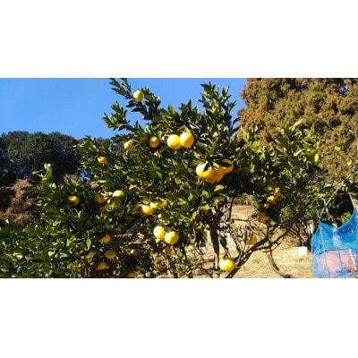 静岡県島田市産食べ比べ晩柑みっくす 3.2kg