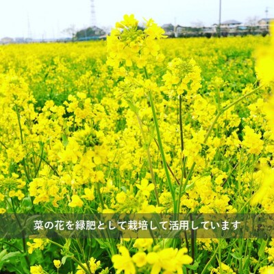 令和6年産『てまひま米』(こしひかり・彩のきずな)精米10kg(5kg×2袋)