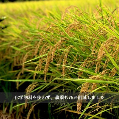 令和6年産『てまひま米』(こしひかり・彩のきずな)精米10kg(5kg×2袋)
