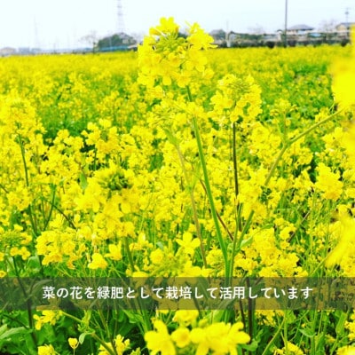 令和7年産  『てまひま米』　こしひかり　精米4kg(2kg×2)