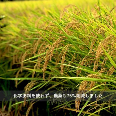 令和7年産  『てまひま米』　こしひかり　精米4kg(2kg×2)
