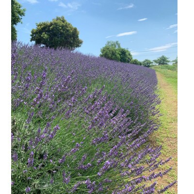 久喜市菖蒲産ラベンダー精油(エッセンシャルオイル)3ml・芳香蒸留水(ハイドロゾル)300mlセット