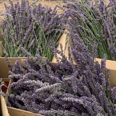 久喜市菖蒲産ラベンダー精油(エッセンシャルオイル)3ml・芳香蒸留水(ハイドロゾル)300mlセット