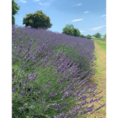 久喜市菖蒲産ラベンダー精油・芳香蒸留水セット