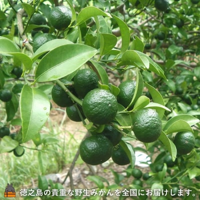 世界自然遺産の島の貴重な野生みかん 生シークニン(3kg)