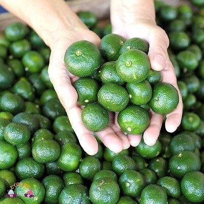 徳之島のスーパーフード 産地直送 生シークニン 3kg お礼品詳細 ふるさと納税なら さとふる