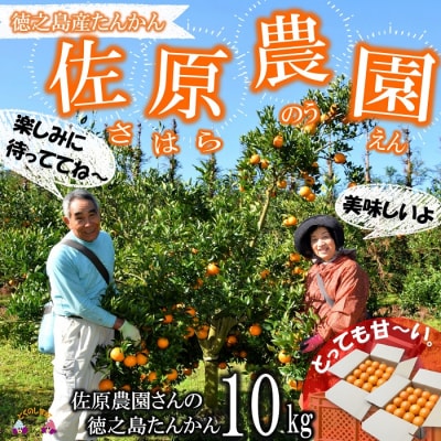 ≪今が旬!≫愛情たっぷり育てました。佐原農園さんの徳之島たんかん(10キロ) 